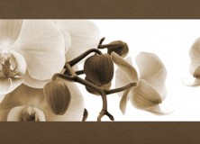 Fototapety z kwiatami